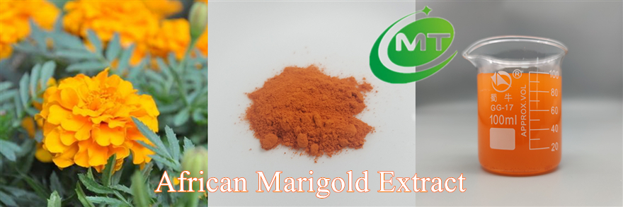 Marigold Extract