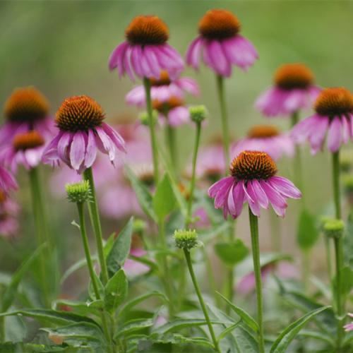 Echinacea Extract