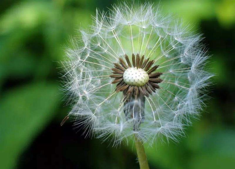Dandelion and its root extract, the best detoxification grass in spring