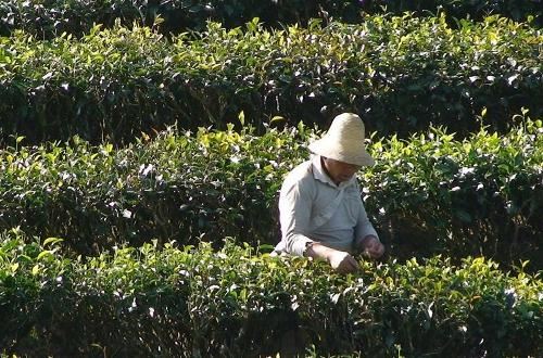 普洱茶提取物粉末