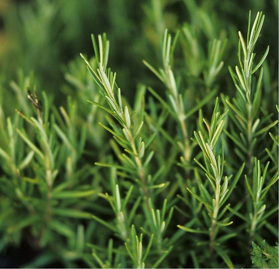 Rosemary Extract