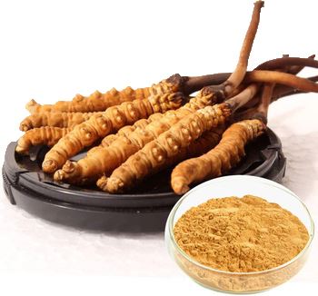 Dietary Supplement Grade Cordyceps Extract