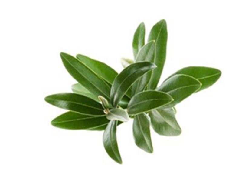 olive leaf extract