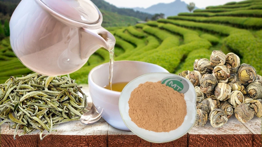 White Tea Extract