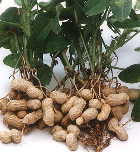 Peanut Extract