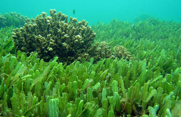 Surprising Seaweed Extract Benefits