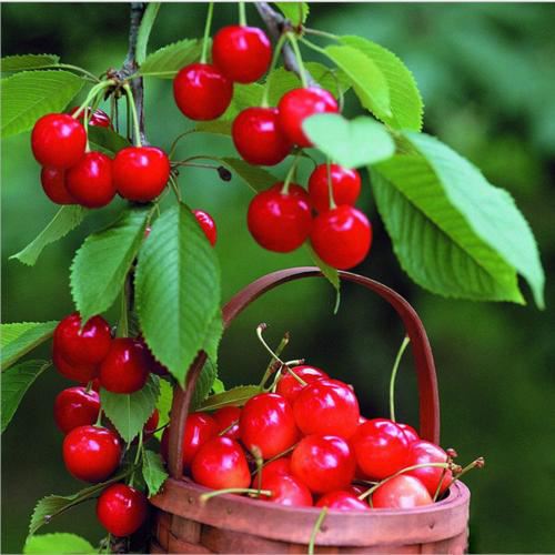 Acerola Cherry Extract Powder Is Rich in Vitamin C