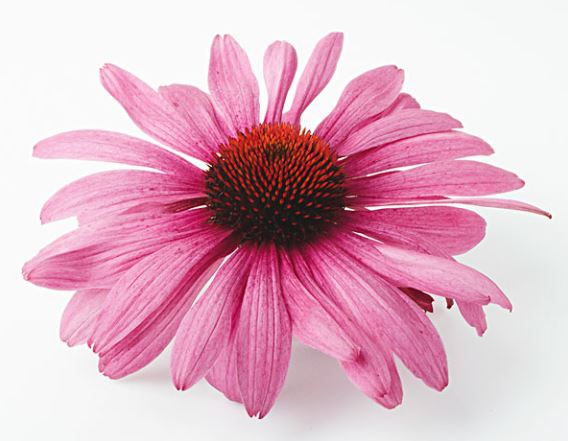 Centennial Herb Echinacea