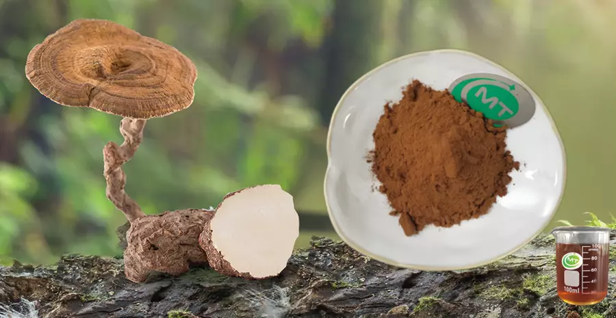 Tiger Milk Mushroom Extract