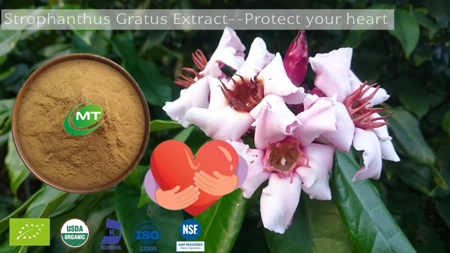 What is strophanthus gratus used for?