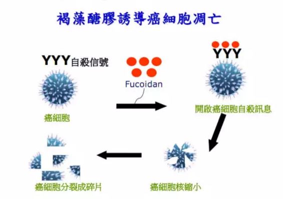 The function of fucoidan is unveiled